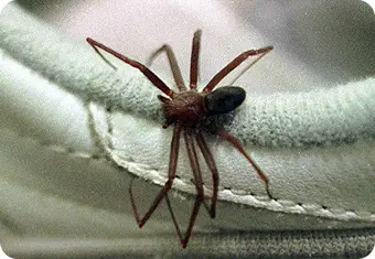 Aranha