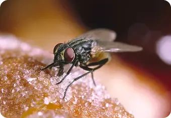 Mosca