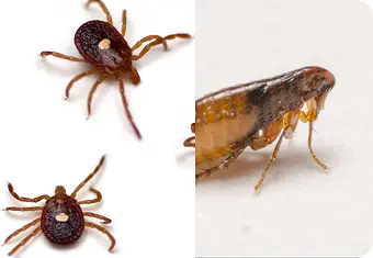 Pulgas e carrapatos
